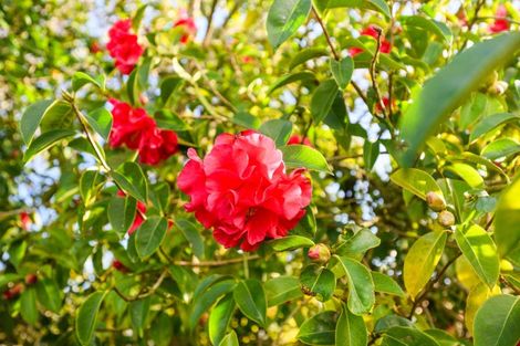 Photo of property in 113 Long Melford Road, Awapuni, Palmerston North, 4412