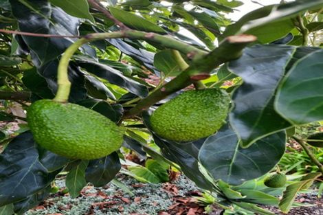 Photo of property in 24 Saint Laurent Way, Ohau, 5570