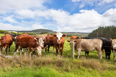 Photo of property in 127a Oruawharo Road, Topuni, Wellsford, 0975