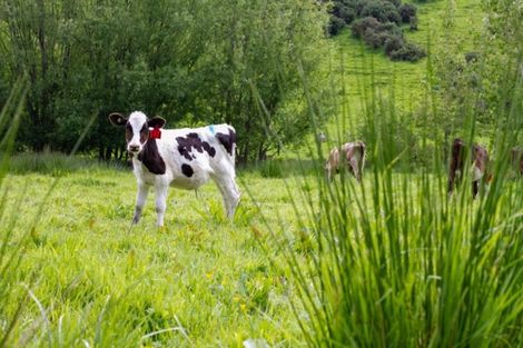 Photo of property in 185 Kaukatea Valley Road, Okoia, Whanganui, 4582