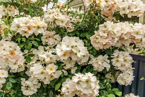 Photo of property in 142 Hazlett Street, Clyde, 9330