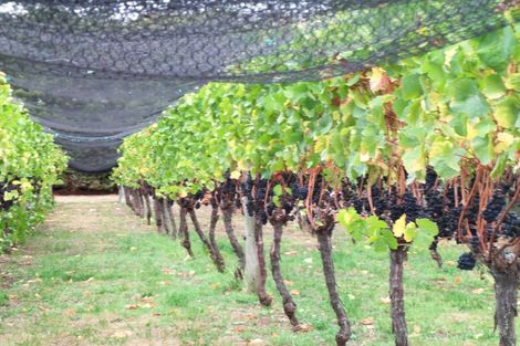 Photo of property in 190 Regent Street, Martinborough, 5711