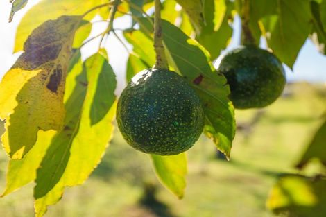 Photo of property in 48 Travers Road, Te Kauwhata, 3782