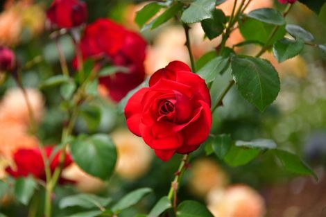 Photo of property in 14 Oliver Street, Warkworth, 0910