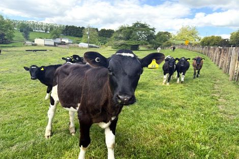 Photo of property in 128 Taotaoroa Road, Karapiro, Matamata, 3472