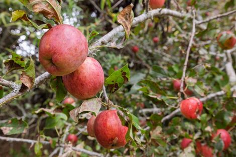 Photo of property in 430 Soldiers Road, Lower Kaimai, Tauranga, 3171