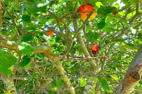 Photo of property in 26 Omagh Avenue, Papatoetoe, Auckland, 2025