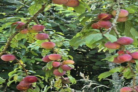 Photo of property in 177b Old Kaimai Road, Lower Kaimai, Tauranga, 3171