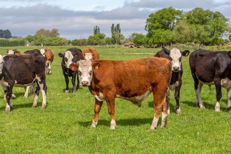 Photo of property in 59 Terrace Road, Cust, Rangiora, 7471