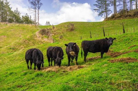 Photo of property in 2171 Parikanapa Road, Tiniroto, Manutuke, 4078