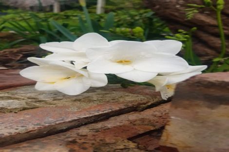 Photo of property in 38 Esk Street, Parkvale, Tauranga, 3112