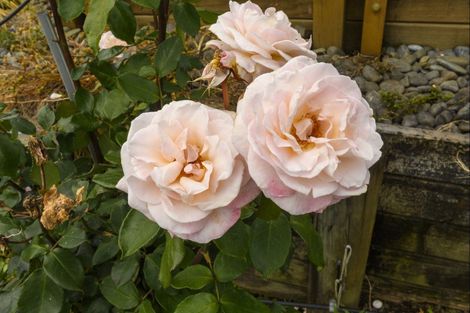 Photo of property in 15 Rowesdale Drive, Ohauiti, Tauranga, 3112