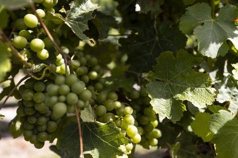 Photo of property in 29 Hardings Road, Riverlands, Blenheim, 7274