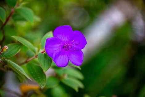 Photo of property in 7 Mansel Avenue, Hillcrest, Hamilton, 3216