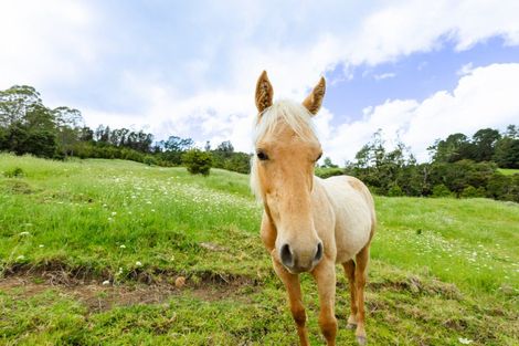 Photo of property in 48 Doel Road, Kawakawa, 0282