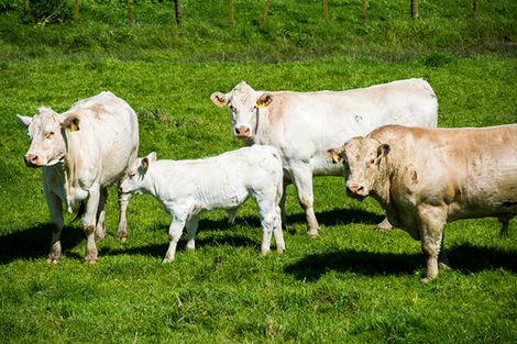 Photo of property in 622 Lavenham Road, Waituhi, Gisborne, 4072