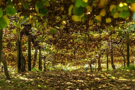 Photo of property in 910 State Highway 2, Tanners Point, Katikati, 3177