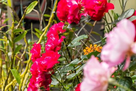 Photo of property in 91 Merriman Place, Pyes Pa, Tauranga, 3112