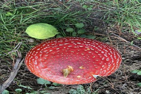 Photo of property in 341 Upper Harbour Drive, Greenhithe, Auckland, 0632