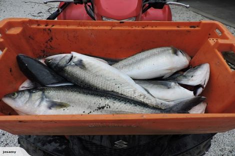 Photo of property in 484 Conway Flat Road, Conway Flat, Cheviot, 7384