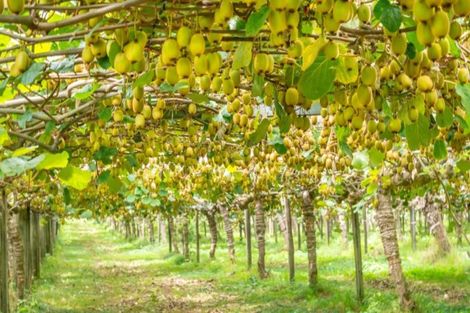 Photo of property in 905 Oropi Road, Oropi, Tauranga, 3173