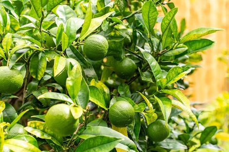 Photo of property in 44 Ross Street, Onerahi, Whangarei, 0110