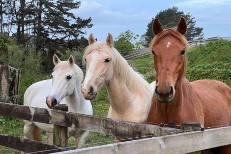 Photo of property in 287 Taurangaruru Road, Karioitahi, Waiuku, 2683