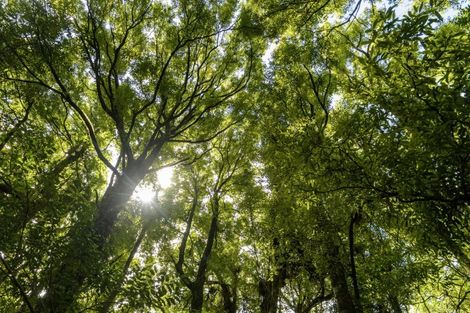 Photo of property in 1669 Pyes Pa Road, Oropi, Tauranga, 3173