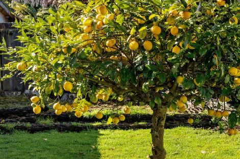 Photo of property in 26 Dominion Road, Nawton, Hamilton, 3200