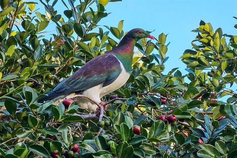 Photo of property in 105 Bodhisattva Road, Waitoki, Silverdale, 0994