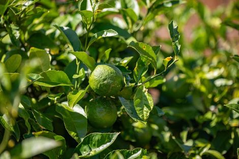 Photo of property in 12 Pharo Place, Ngaruawahia, 3720