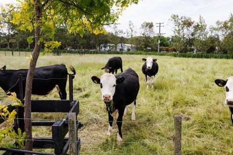 Photo of property in 271 Reid Line East, Aorangi, Feilding, 4775