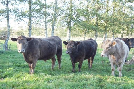 Photo of property in 84a Voss Road, Lincoln, Christchurch, 7674