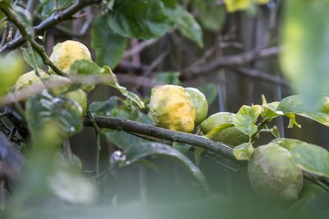 Photo of property in 7/108 West Coast Road, Glen Eden, Auckland, 0602