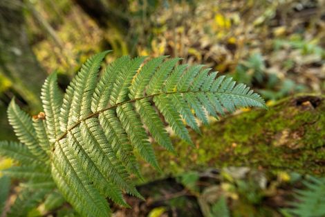 Photo of property in 76b Ainsworth Road, Minden, Tauranga, 3179