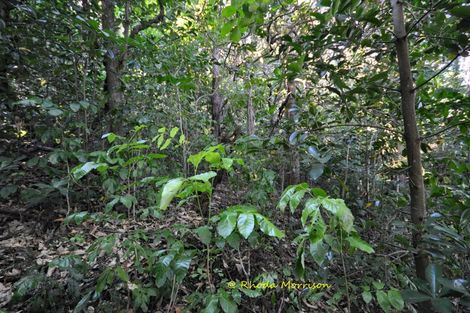 Photo of property in 196 Metcalfe Road, Matakohe, 0593