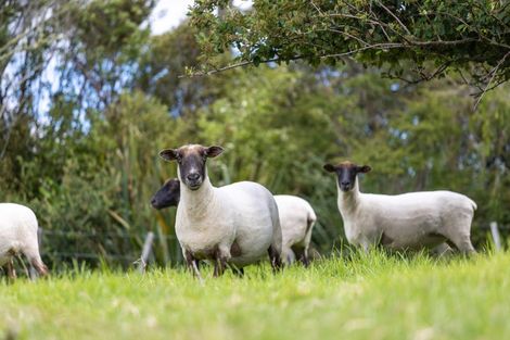 Photo of property in 427 Port Albert Road, Wellsford, 0972