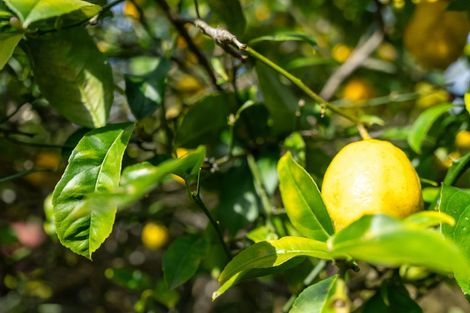 Photo of property in 1/47 Stredwick Drive, Torbay, Auckland, 0630