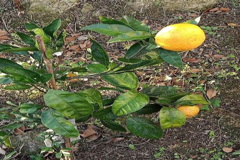 Photo of property in 21 Oaktree Avenue, Browns Bay, Auckland, 0630