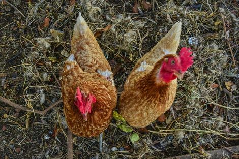 Photo of property in 258 Duck Road, Rotokauri, Hamilton, 3289