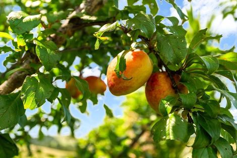 Photo of property in 1049 Pipiwai Road, Ruatangata West, Whangarei, 0176