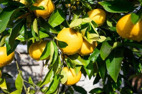 Photo of property in 113 Long Melford Road, Awapuni, Palmerston North, 4412