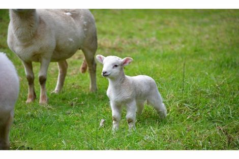 Photo of property in 80 Tunnel Road, Puhoi, Warkworth, 0994