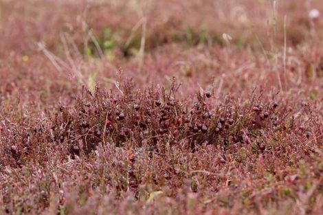 Photo of property in 1218 Old Christchurch Road, Awatuna, Hokitika, 7882