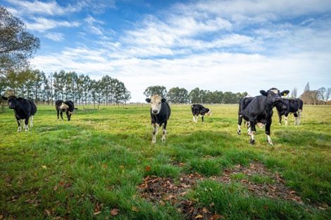 Photo of property in 46 Templer Street, Geraldine, 7992