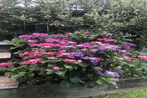 Photo of property in 317 River Road, Claudelands, Hamilton, 3214