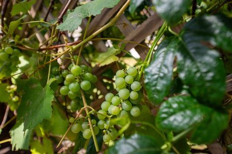 Photo of property in 7 Kiwi Street, Springfield, Rotorua, 3015