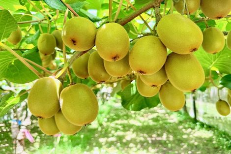 Photo of property in 29 I'anson Road, Minden, 3179