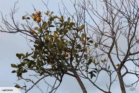 Photo of property in 1/49 Sungrove Rise, Sunnyvale, Auckland, 0612