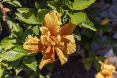 Photo of property in 2 Kanawa Street, Waikanae, 5036